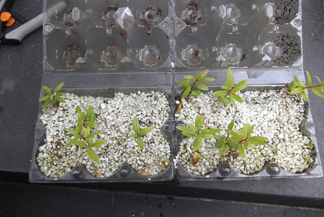 Growing Bonsai From Seed 